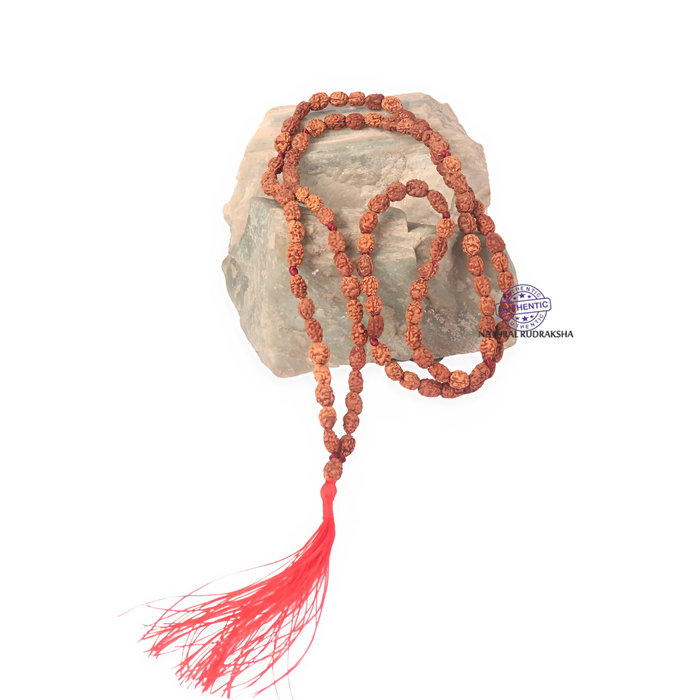 Regular 2 Mukhi Rudraksha Mala - 8 (32+1)