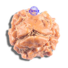 Load image into Gallery viewer, 2 Mukhi Rudraksha from Nepal - Bead No. 200
