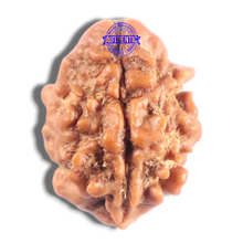 Load image into Gallery viewer, 2 Mukhi Rudraksha from Nepal - Bead No. 201
