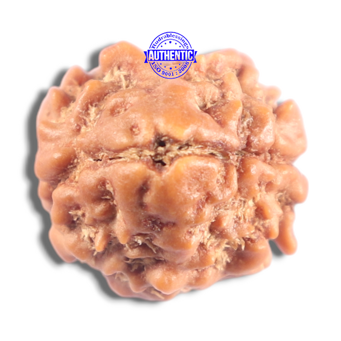 2 Mukhi Rudraksha from Nepal - Bead No. 201