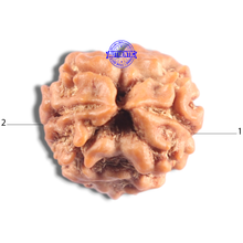 Load image into Gallery viewer, 2 Mukhi Rudraksha from Nepal - Bead No. 201
