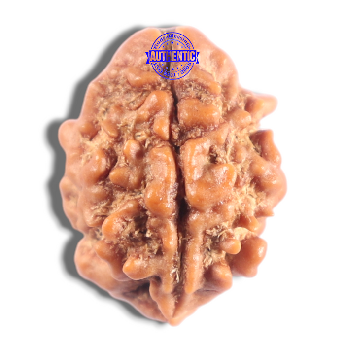 2 Mukhi Rudraksha from Nepal - Bead No. 201