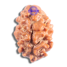 Load image into Gallery viewer, 2 Mukhi Rudraksha from Nepal - Bead No. 202

