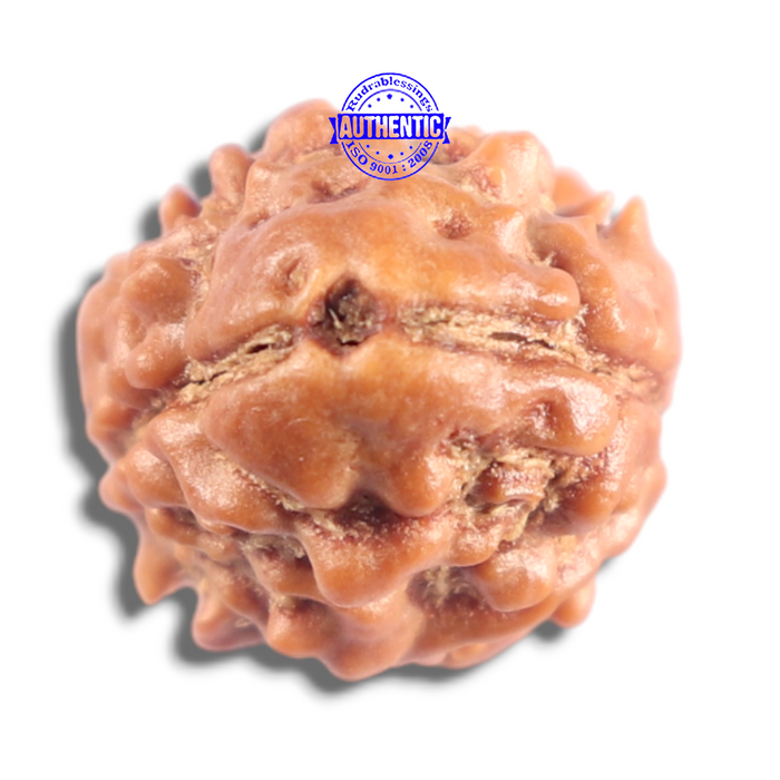 2 Mukhi Rudraksha from Nepal - Bead No. 202