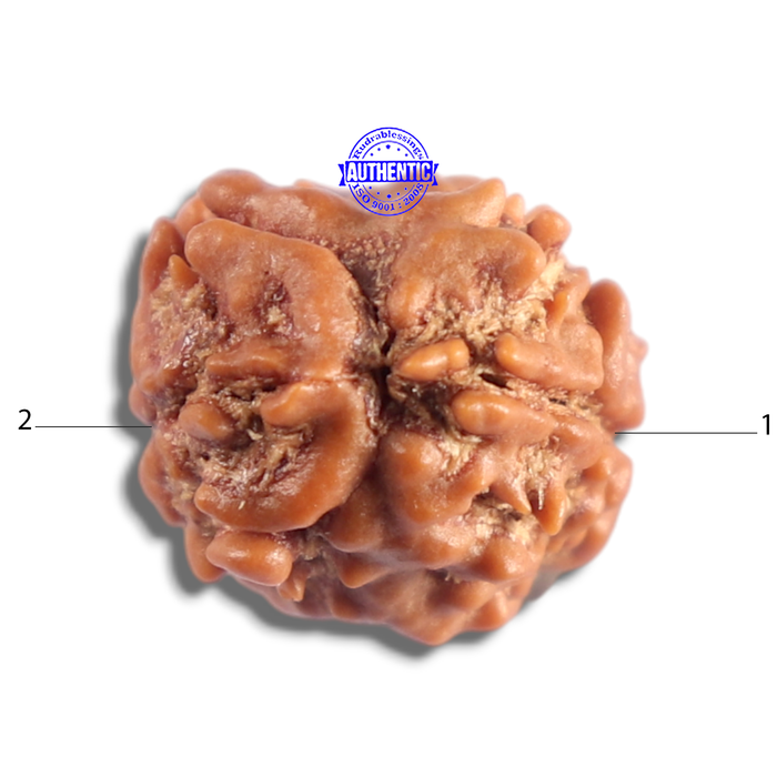 2 Mukhi Rudraksha from Nepal - Bead No. 202