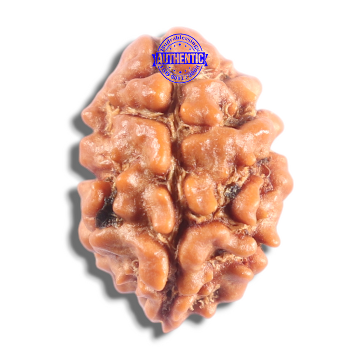 2 Mukhi Rudraksha from Nepal - Bead No. 203