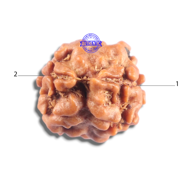 2 Mukhi Rudraksha from Nepal - Bead No. 203