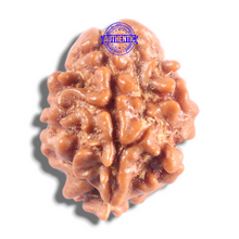 Load image into Gallery viewer, 2 Mukhi Rudraksha from Nepal - Bead No. 204
