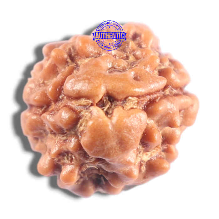 2 Mukhi Rudraksha from Nepal - Bead No. 204