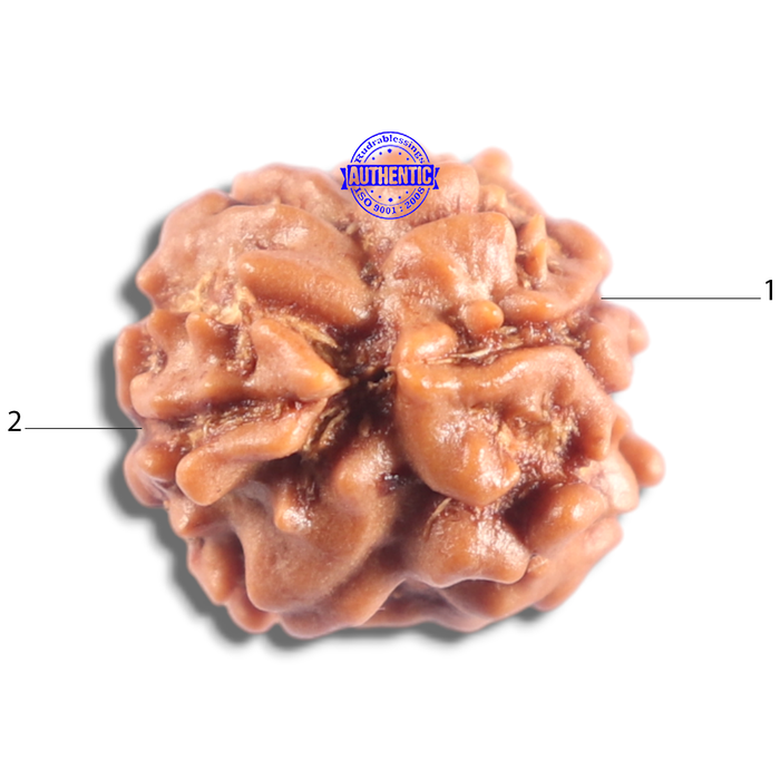 2 Mukhi Rudraksha from Nepal - Bead No. 204