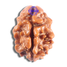 Load image into Gallery viewer, 2 Mukhi Rudraksha from Nepal - Bead No. 205
