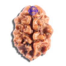 Load image into Gallery viewer, 2 Mukhi Rudraksha from Nepal - Bead No. 205
