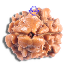 Load image into Gallery viewer, 2 Mukhi Rudraksha from Nepal - Bead No. 205
