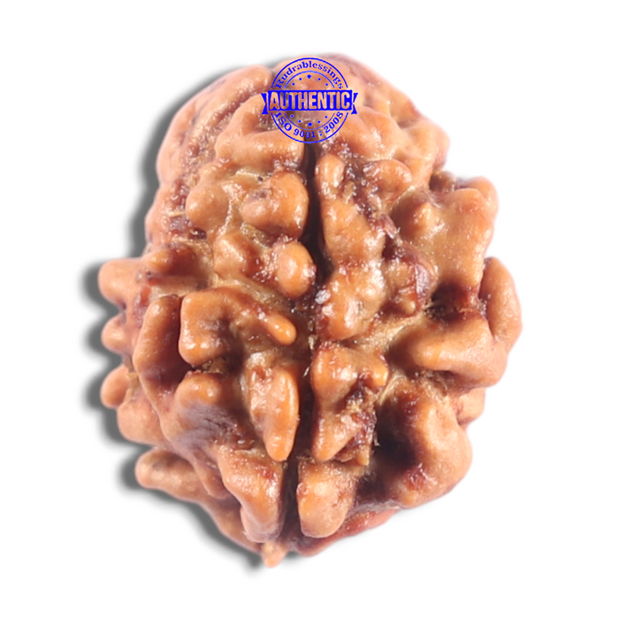 2 Mukhi Rudraksha from Nepal - Bead No. 206