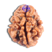 Load image into Gallery viewer, 2 Mukhi Rudraksha from Nepal - Bead No. 206
