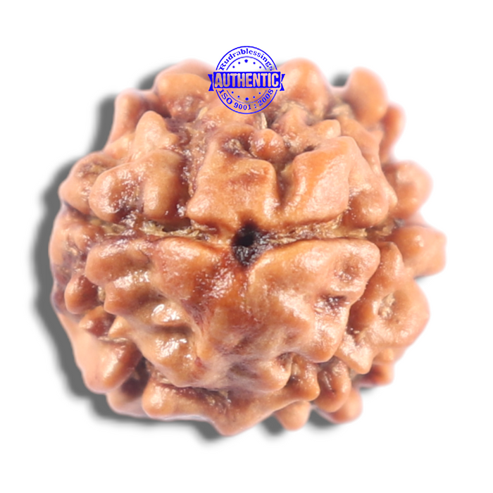 2 Mukhi Rudraksha from Nepal - Bead No. 206