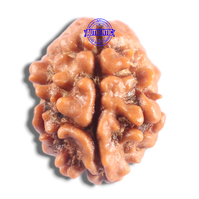 2 Mukhi Rudraksha from Nepal - Bead No. 207