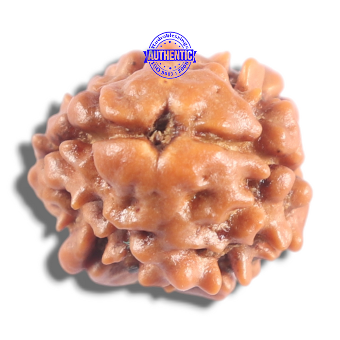 2 Mukhi Rudraksha from Nepal - Bead No. 207