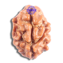 Load image into Gallery viewer, 2 Mukhi Rudraksha from Nepal - Bead No. 208
