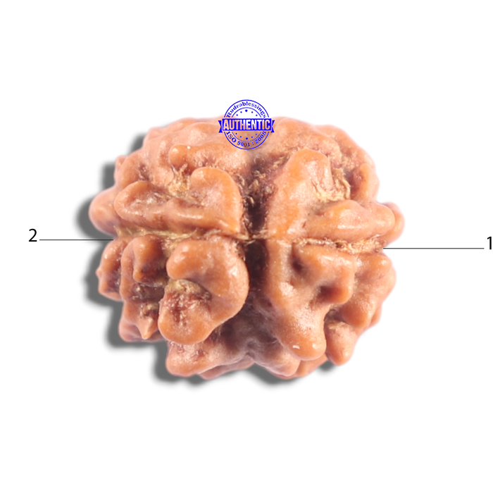 2 Mukhi Rudraksha from Nepal - Bead No. 208