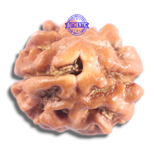 Load image into Gallery viewer, 2 Mukhi Rudraksha from Nepal - Bead No. 208
