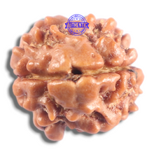 Load image into Gallery viewer, 2 Mukhi Rudraksha from Nepal - Bead No. 209
