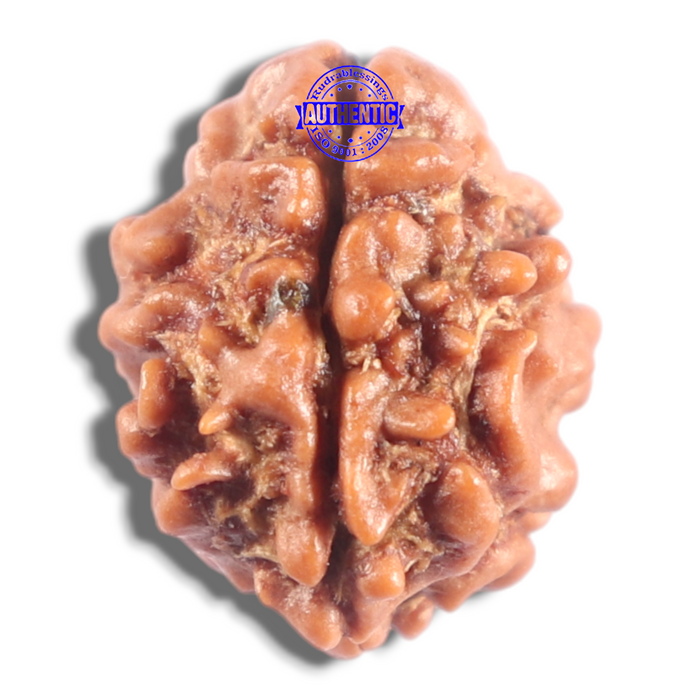 2 Mukhi Rudraksha from Nepal - Bead No. 209