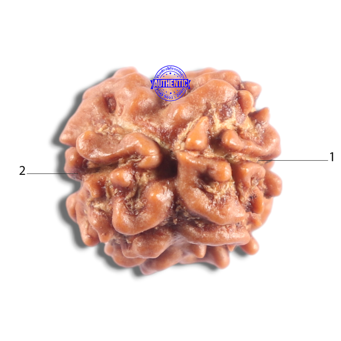 2 Mukhi Rudraksha from Nepal - Bead No. 209