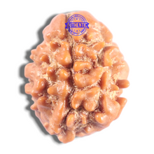 Load image into Gallery viewer, 2 Mukhi Rudraksha from Nepal - Bead No. 200
