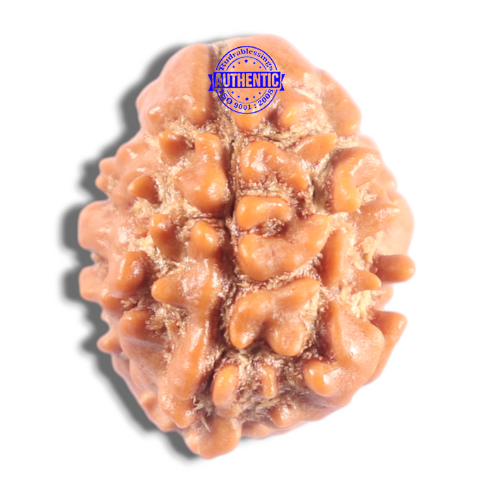 2 Mukhi Rudraksha from Nepal - Bead No. 200