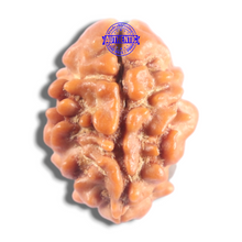 Load image into Gallery viewer, 2 Mukhi Rudraksha from Nepal - Bead No. 210
