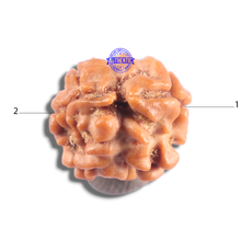 Load image into Gallery viewer, 2 Mukhi Rudraksha from Nepal - Bead No. 210
