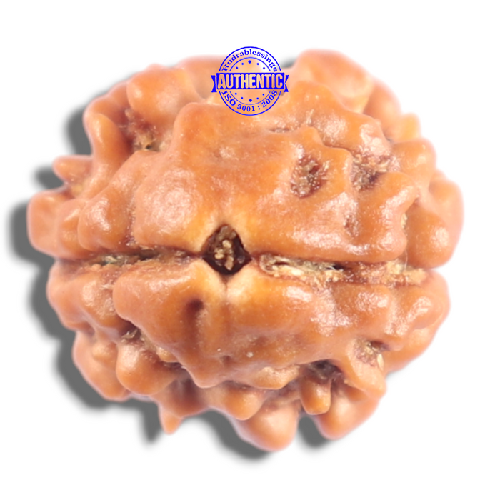 2 Mukhi Rudraksha from Nepal - Bead No. 210