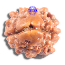 Load image into Gallery viewer, 2 Mukhi Rudraksha from Nepal - Bead No. 211
