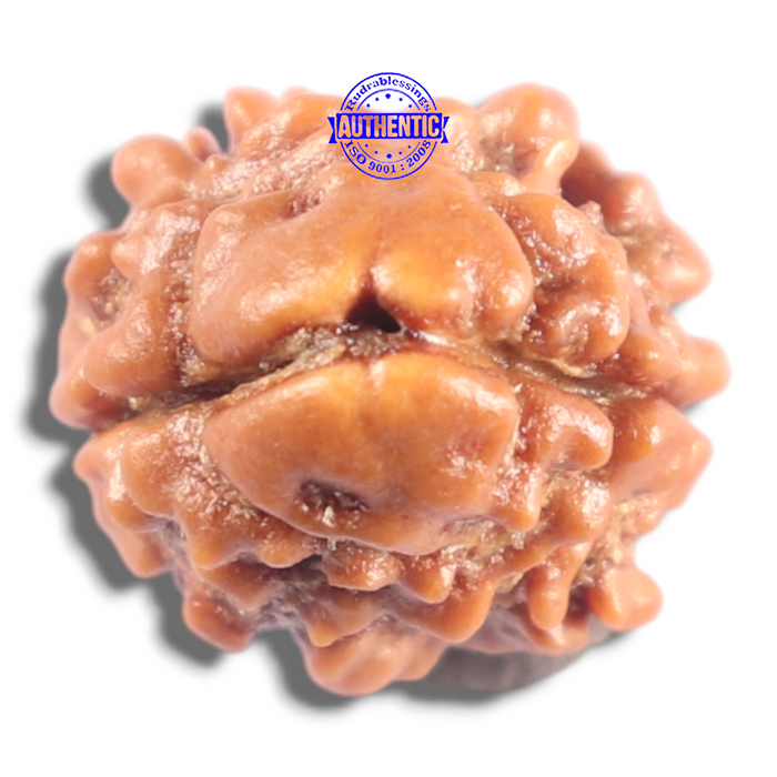 2 Mukhi Rudraksha from Nepal - Bead No. 211
