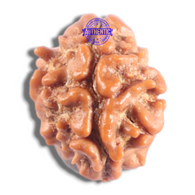 Load image into Gallery viewer, 2 Mukhi Rudraksha from Nepal - Bead No. 212
