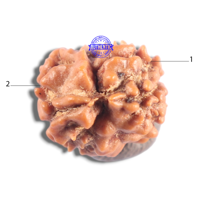 2 Mukhi Rudraksha from Nepal - Bead No. 212