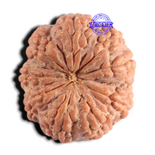 Load image into Gallery viewer, 9 Mukhi Rudraksha from Indonesia - Bead No. 2
