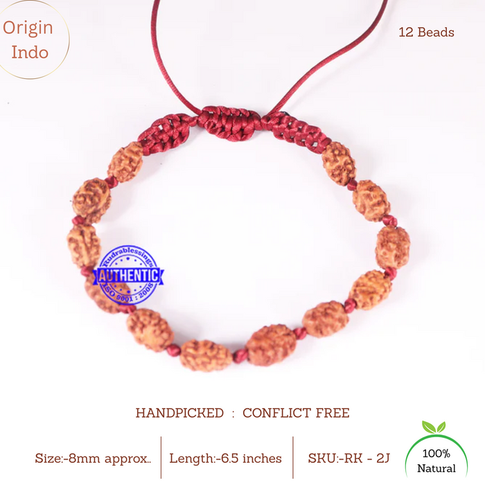 Smooth 2 Mukhi Rudraksha Wrist Band - (12 beads)