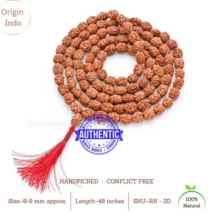 Smooth 2 Mukhi Rudraksha Mala - 4 (108+1)