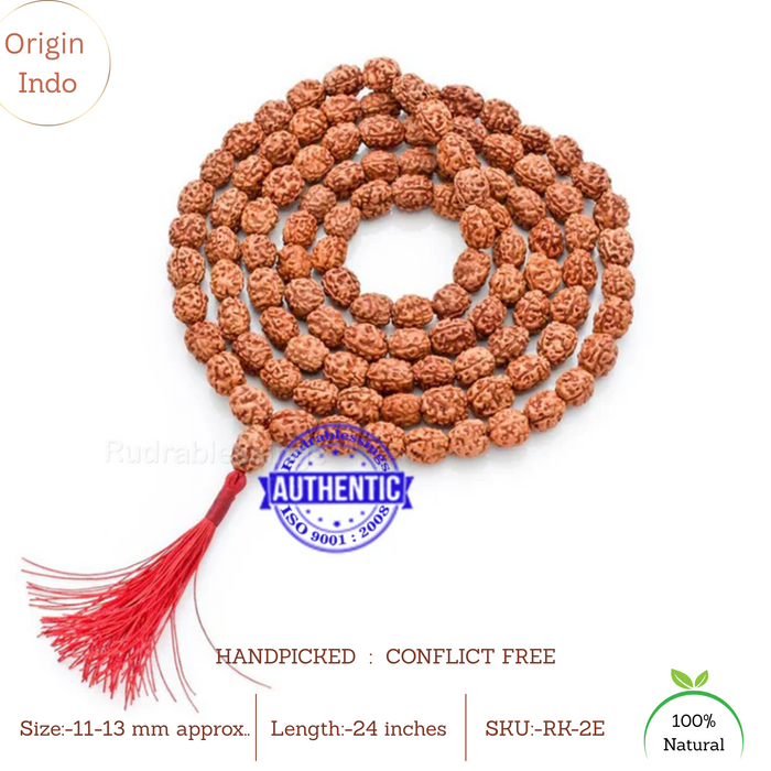Smooth 2 Mukhi Rudraksha Mala - 5 (54+1)