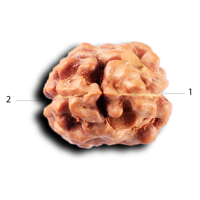 2 Mukhi Rudraksha from Indonesia - Bead No. 214