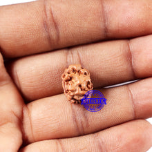Load image into Gallery viewer, 2 Mukhi Rudraksha from Indonesia - Bead No. 215
