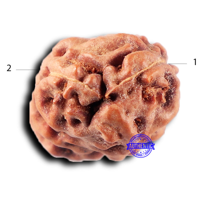 2 Mukhi Rudraksha from Indonesia - Bead No. 215