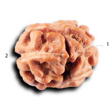 Load image into Gallery viewer, 2 Mukhi Rudraksha from Indonesia - Bead No. 216
