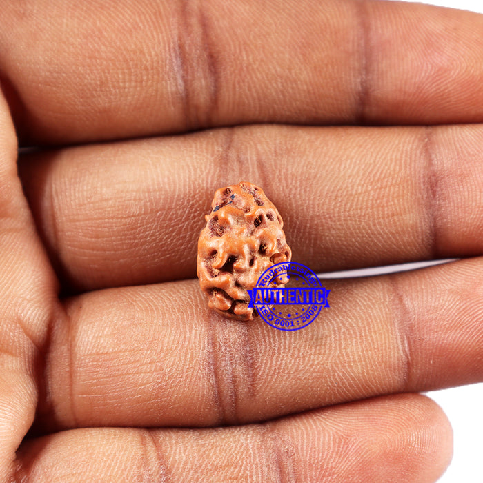 2 Mukhi Rudraksha from Indonesia - Bead No. 216