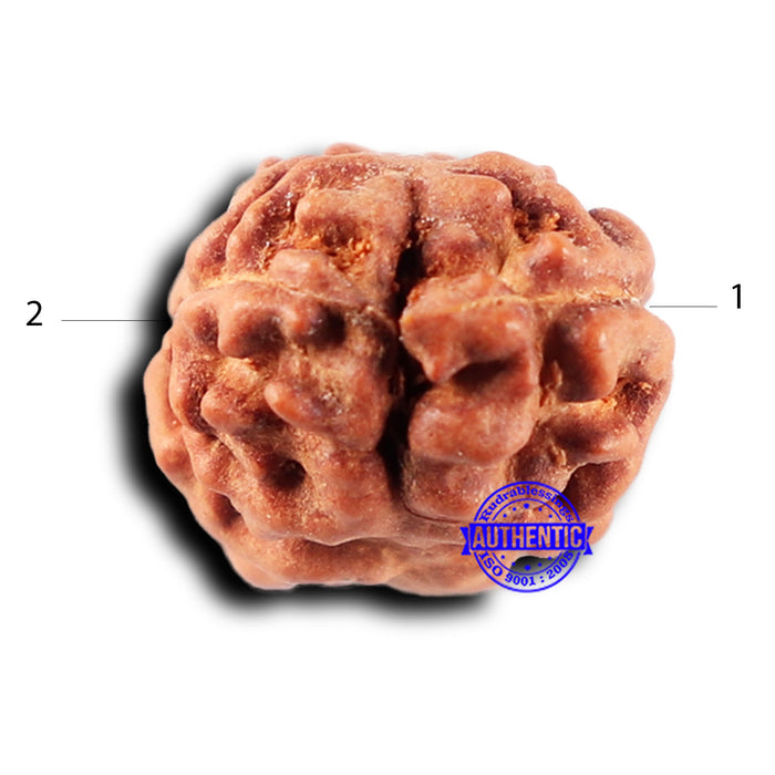 2 Mukhi Rudraksha from Indonesia - Bead No. 223