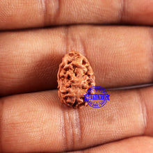 Load image into Gallery viewer, 2 Mukhi Rudraksha from Indonesia - Bead No. 223
