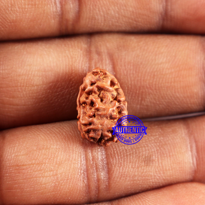 2 Mukhi Rudraksha from Indonesia - Bead No. 223
