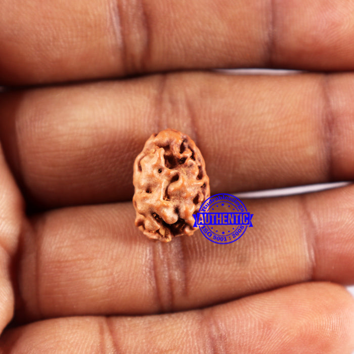 2 Mukhi Rudraksha from Indonesia - Bead No. 225